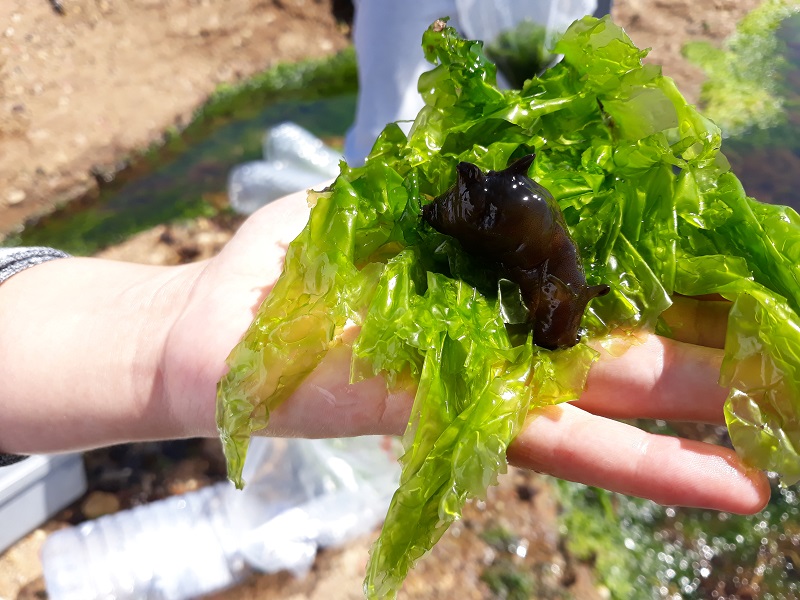 Alga Depur