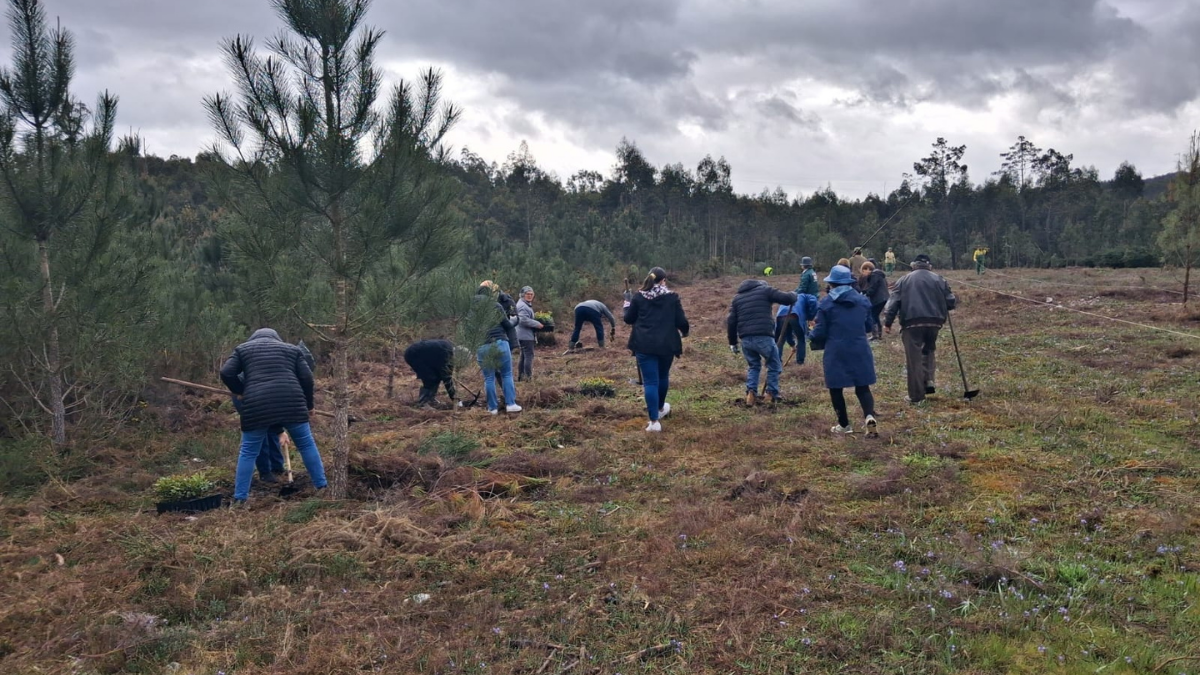 CLDS 5G de Penacova assinala Dia da Árvore com ação de sensibilização e reflorestação